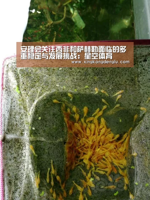 安理会关注西非和萨赫勒面临的多重稳定与发展挑战：星空体育